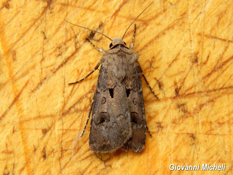 Agrotis exclamation